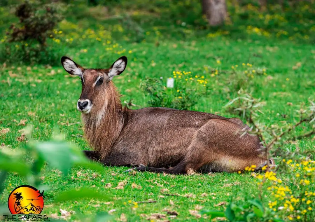 Ngorongoro Conservation Area