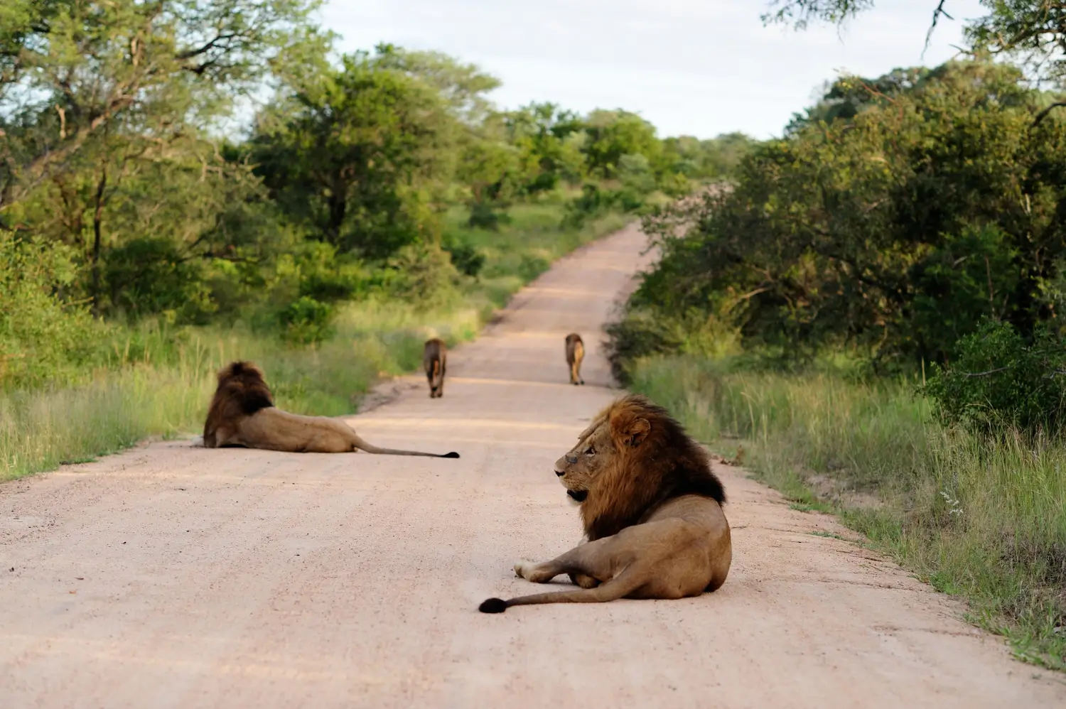 Safari experience